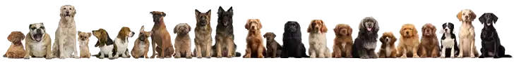 Perros