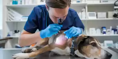 Diagnóstico y tratamiento de la Miasis en los perros Diagnóstico y tratamiento de la Miasis en los perros
