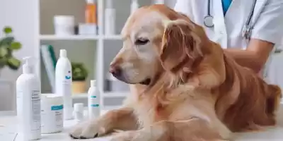 ¿Qué es la dermatitis en perros? ¿Qué es la dermatitis en perros?