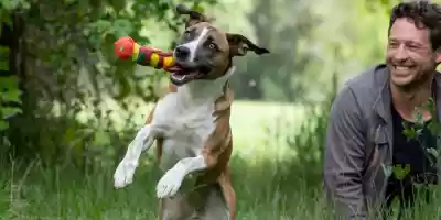 Cómo cuidar los dientes de tu perro en casa Consdejos