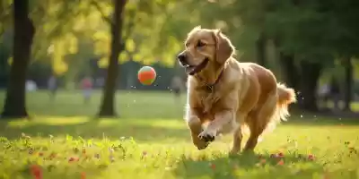 Salud en perros mayores: Cómo mantener a tu mascota activa y feliz Salud en perros mayores: Cómo mantener a tu mascota activa y feliz
