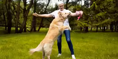 Estrategias de entrenamiento para un perro saludable Entrenamiento