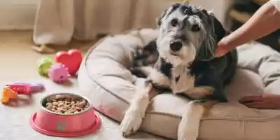 Qué cuidados esenciales necesita un perro anciano Qué cuidados esenciales necesita un perro anciano