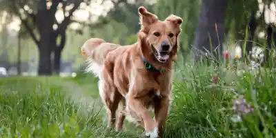 Cómo se cura la sarna en los perros con tratamientos Enfermedades, Sarna