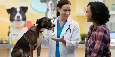 ¿Es necesario castrar o esterilizar a mi perro? Consejos
