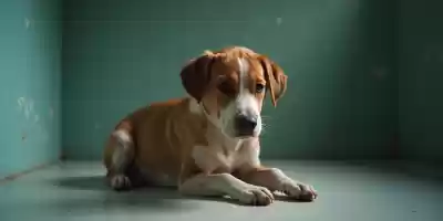 Síntomas más comunes del cáncer en los perros Síntomas