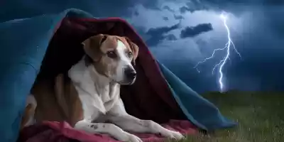 Calma a tu perro en tormentas con estos 5 tips Consejos