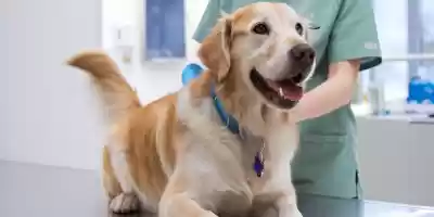 Vacuna contra el parvovirus en perros. tipos, modo de aplicación Vacuna contra el parvovirus en perros. tipos, modo de aplicación