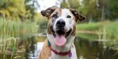 Cómo interpretar la lengua de tu perro Síntomas