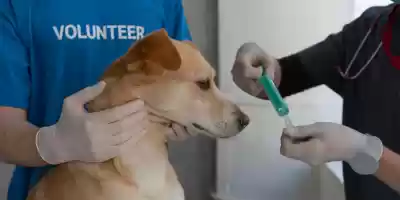 Consejos, Vacunas