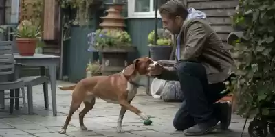 Enfermedades por pulgas en perros que debes conocer Enfermedades por pulgas en perros que debes conocer