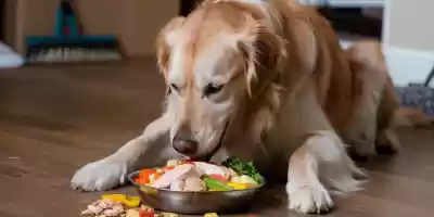 Claves para una nutrición canina adecuada Nutrición